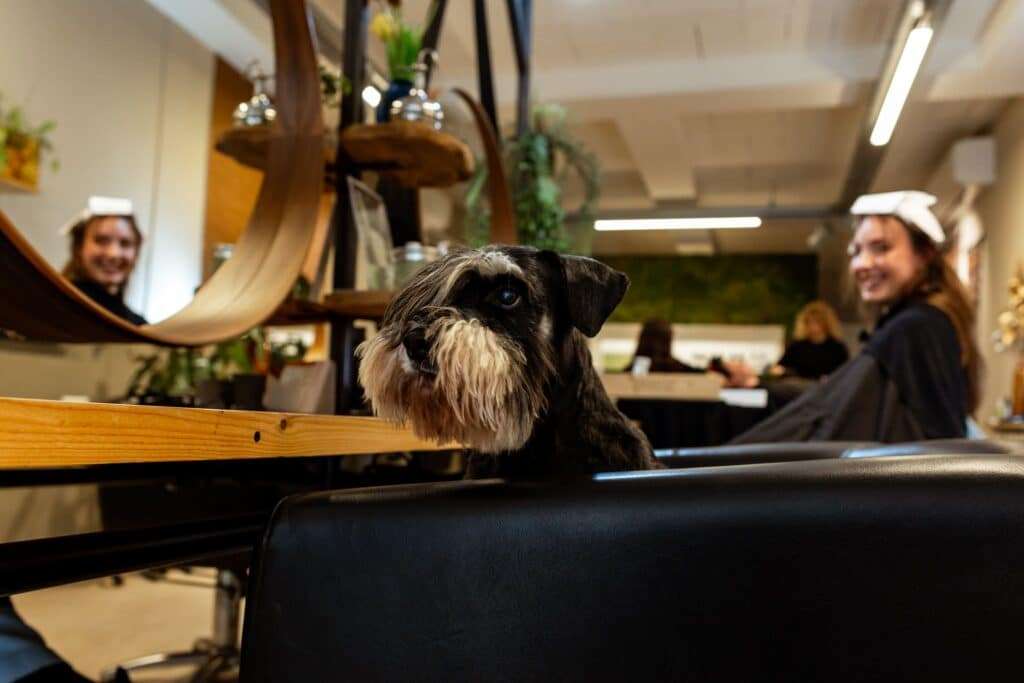 Frits, de salonhond van Kapsels Enzo, kijkt over een kappersstoel in de salon in Oldenzaal